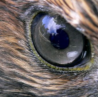 hawk-eye.jpg